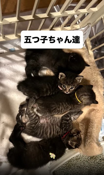 集まった5つ子たち