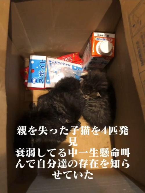 箱の中にいる子猫たち