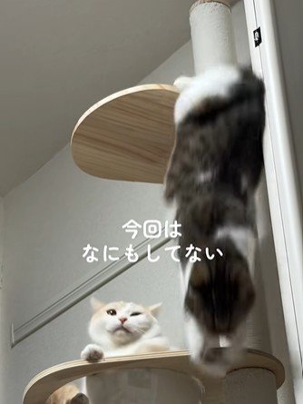 キャットタワーから落下する猫