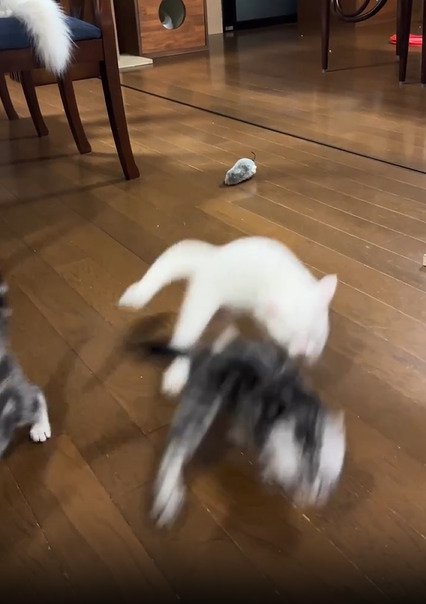 スライディングする子猫たち