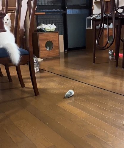 カメラの方に向かってくる子猫たち