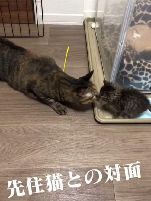 鼻と鼻をくっつける成猫と子猫