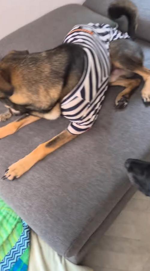 猫の上に座る青い服を着た犬