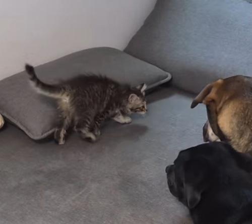 ソファの上を行ったり来たりする猫