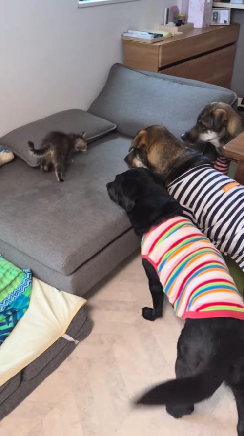 犬たちに見つめられる猫