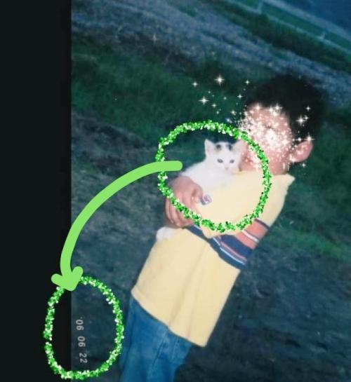 抱っこされる子猫