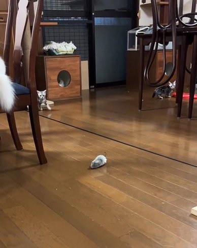 カメラの方を見る子猫たち
