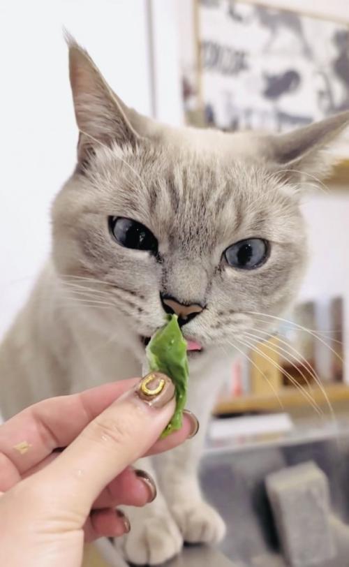 白菜を食べるシャムトラ猫