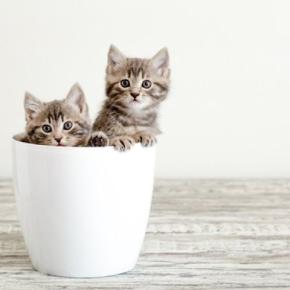 猫を多頭飼いするなら『2匹同時』に迎えるべき？　良い点・悪い点から抑えておきたいポイントまで