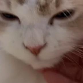 気持ちよさそうに撫でられていた猫→突然、『表情が変化』して…笑ってしまう光景が14万再生「ご満悦そうなのにｗ」「あるあるだよねｗ」