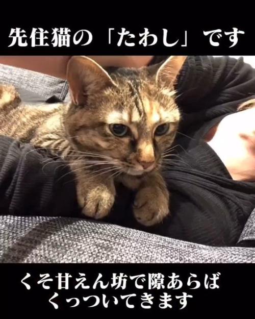 人の腕の中にいる猫