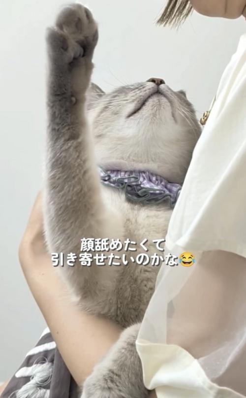 飼い主さんの顔に手を伸ばすシャムトラ猫