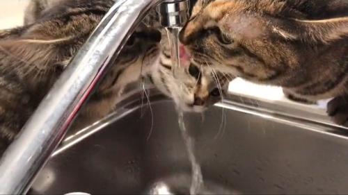 水道から水を飲む猫たち
