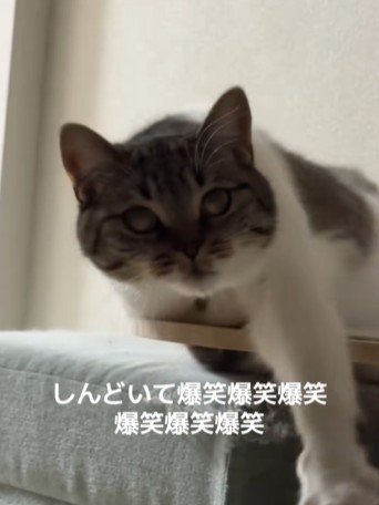 伸びをする猫