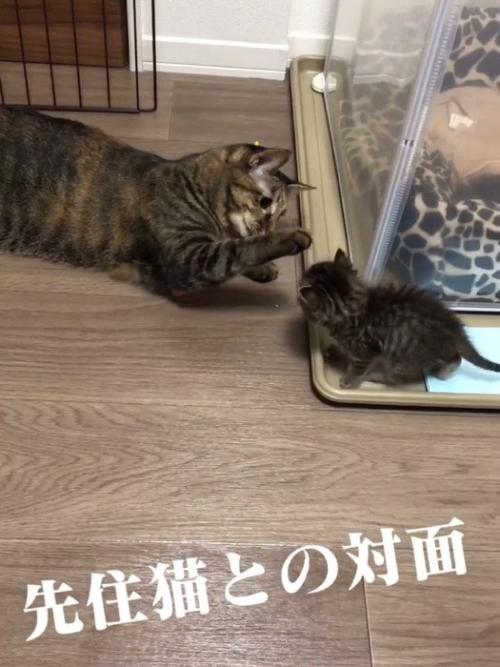子猫に前足を伸ばす成猫