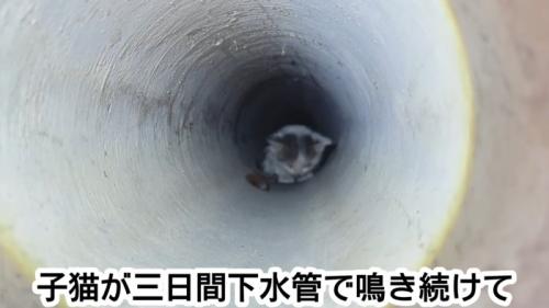 下水管の中にいる子猫