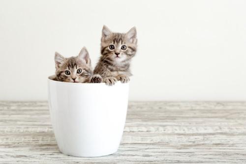 植木鉢から顔を出す2匹の子猫