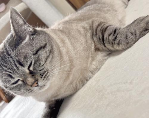 前足を折り曲げてくつろぐ猫