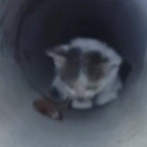 3日間、『下水管の中』で鳴き続けた子猫→ごはんで誘っても出てこなくて…緊迫の救出劇が32万再生「とても感動した」「本当にありがとう」