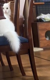 振り返る白猫