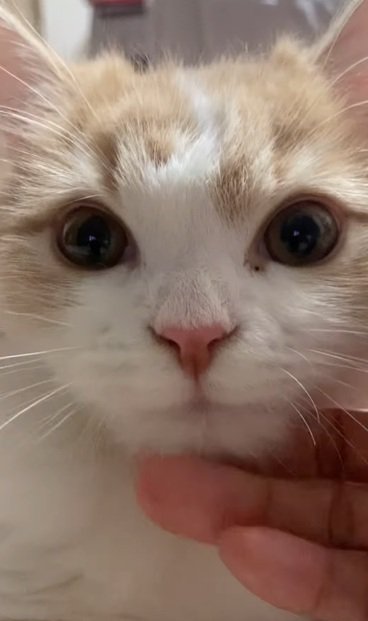 再度撫でられる猫