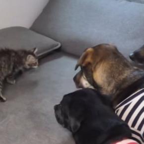 ３頭の犬が暮らすおうちにやってきた『新入りの猫』→ソファの上にいると…ほっこりする光景が22万再生「みんな優しすぎ」「愛があふれてる」
