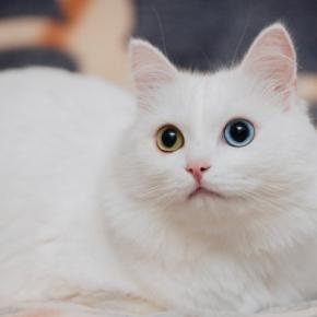 世界各国の『代表的存在』とされている猫種4選　各種のルーツや飼育のポイントまでご紹介