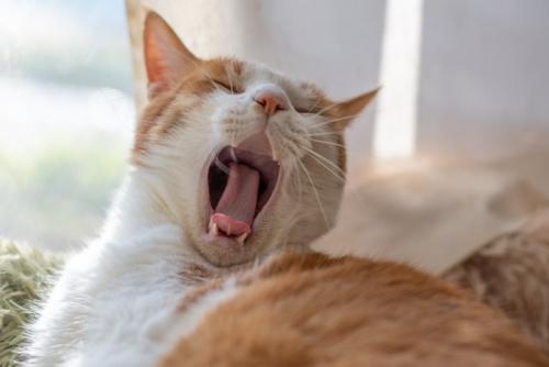 あくびをする猫