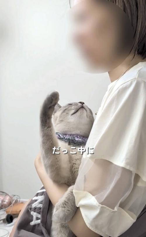 飼い主さんの顔に手を伸ばすシャムトラ猫