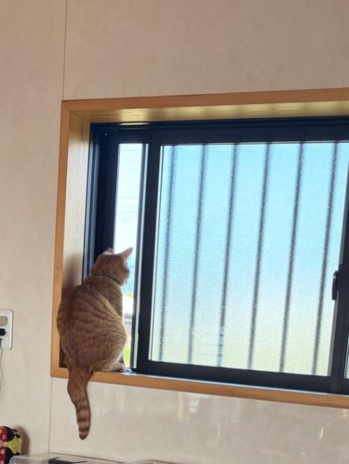 窓の外を見る茶トラ猫