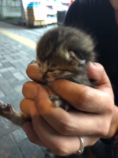 手のひらに収まる子猫