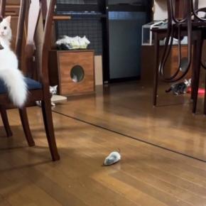 ３匹の子猫たち→おやすみ前に『ベル』を鳴らしてみると…可愛すぎる『まさかの光景』が37万再生「すごい瞬発力ｗ」「何度も見てしまったｗ」