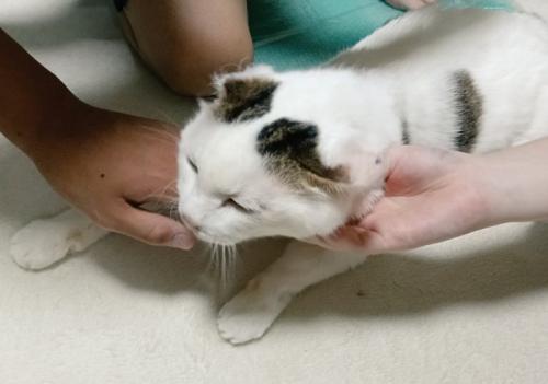 みんなになでられる猫