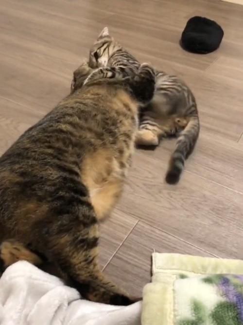じゃれ合う成猫と子猫