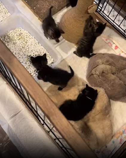 ケージにいる子猫たち