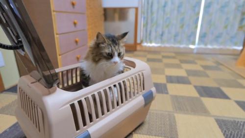 キャリーから顔を出して