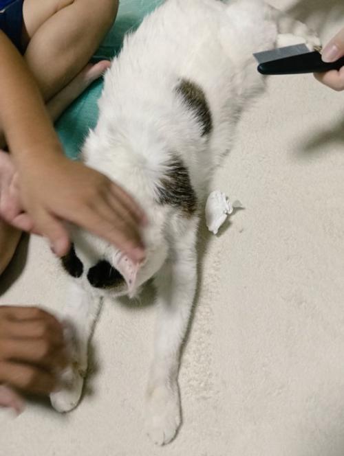 頭をなでられる猫