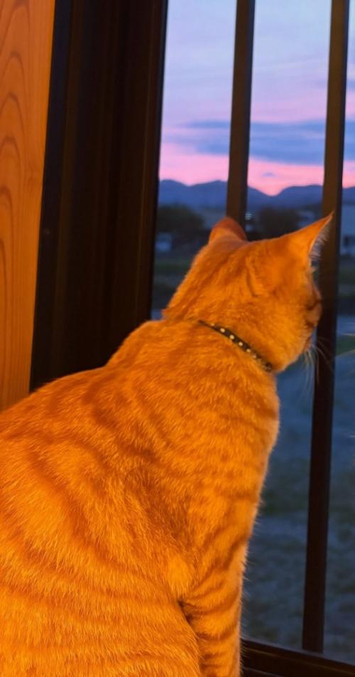 暗くなった外を見ている猫