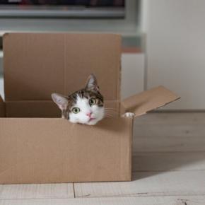 猫が『箱』に夢中になってしまう理由3つ　隙あらば入りたがる心理や好みやすい条件も