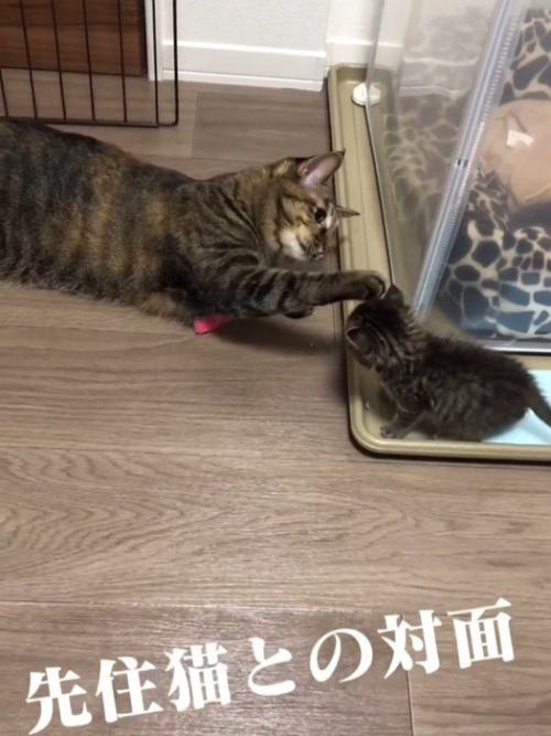 子猫の頭を触る成猫