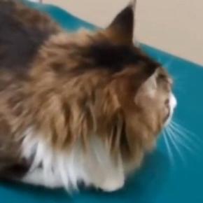 動物病院にやってきた『元ボス猫』→『注射』の時間になると…驚きの光景が11万再生「ほんとうに凄い」「なんとも男らしい」と称賛の声