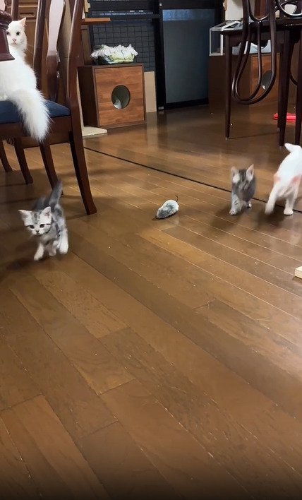 駆け寄ってくる子猫たち