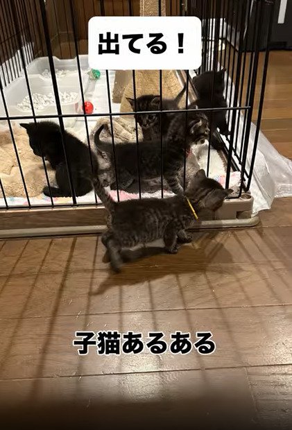 ケージの内外にいる子猫たち