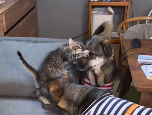 赤い服の犬にパンチする猫