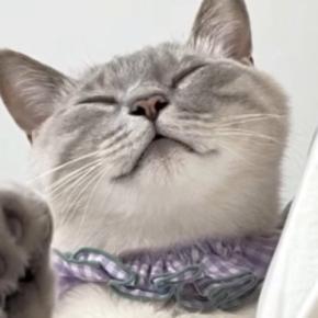 抱っこされる『甘えん坊猫』→おててを伸ばしてきて…可愛すぎる『まさかの行動』が95万再生「３ポフｗ」「win-winでしかないブーム」