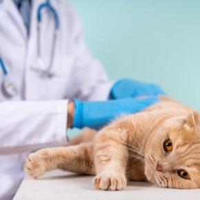 猫の『免疫力が下がっている』ときに表れるサイン5つ　起こりうるトラブルや向上させるための改善策まで