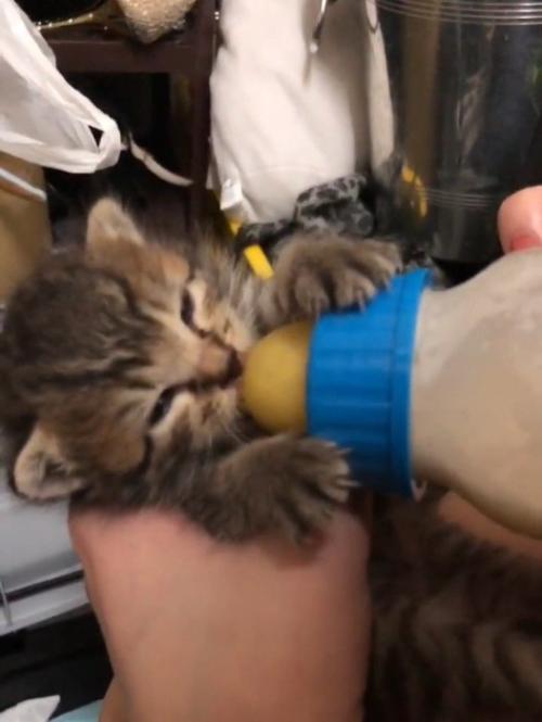 哺乳瓶でミルクを飲む子猫