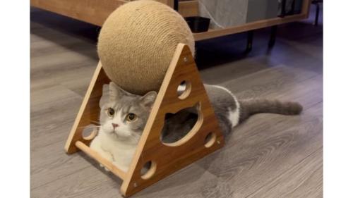爪とぎの下の猫