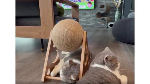 爪とぎの下の猫