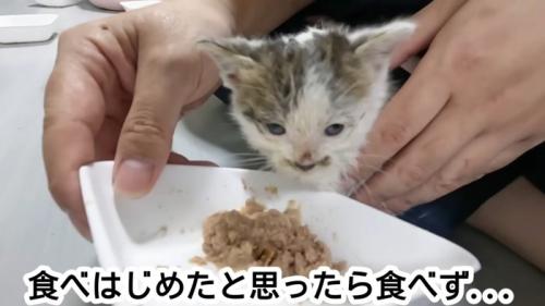 ごはんを前にする子猫